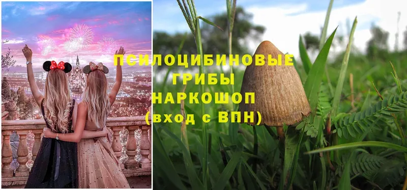 Псилоцибиновые грибы Psilocybe Кирс